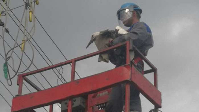 ЕРП Север спаси бедстващ щъркел в района на шуменското село Тръница